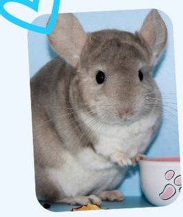 Шиншилла