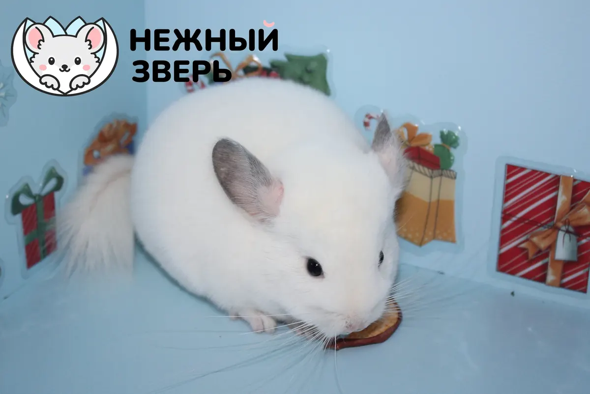 Нейтири