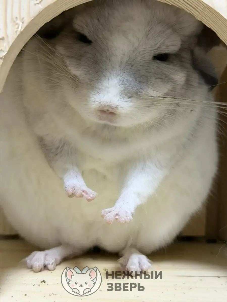 Наши шиншиллы