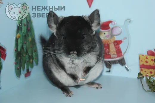 Бархат