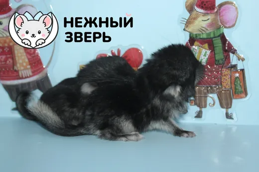 Малыши