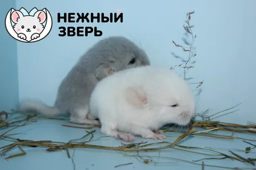 Малыши