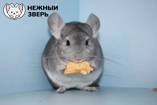 Сапфировый
