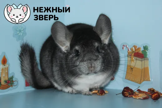 Стандартный