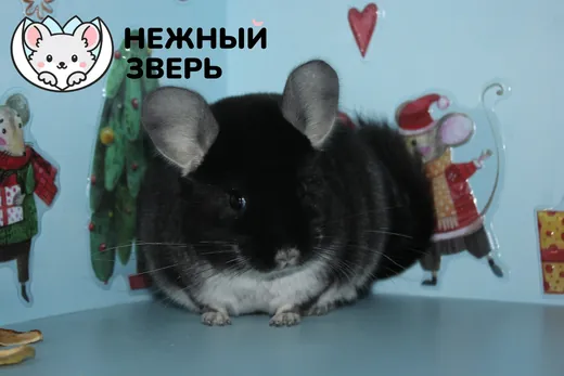 Жемчуг